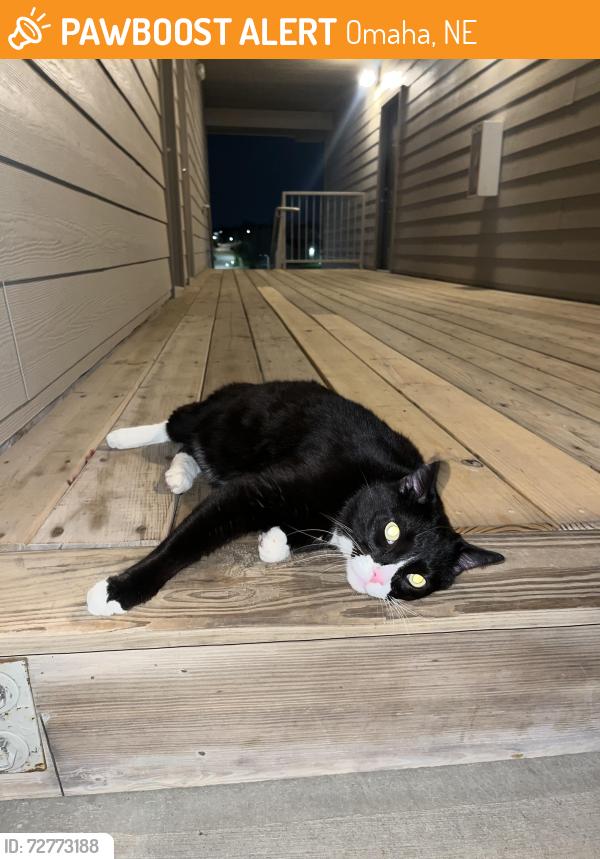 Found/Stray Unknown Cat last seen 108th and Blondo, Omaha, NE 68164