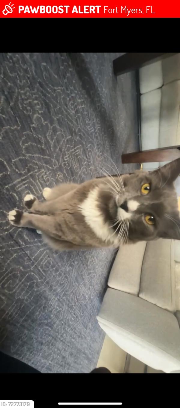 Lost Male Cat last seen plantation perserve cir n , Fort Myers, FL 33966
