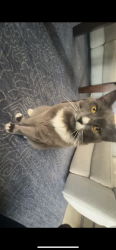 Lost Male Cat last seen plantation perserve cir n , Fort Myers, FL 33966