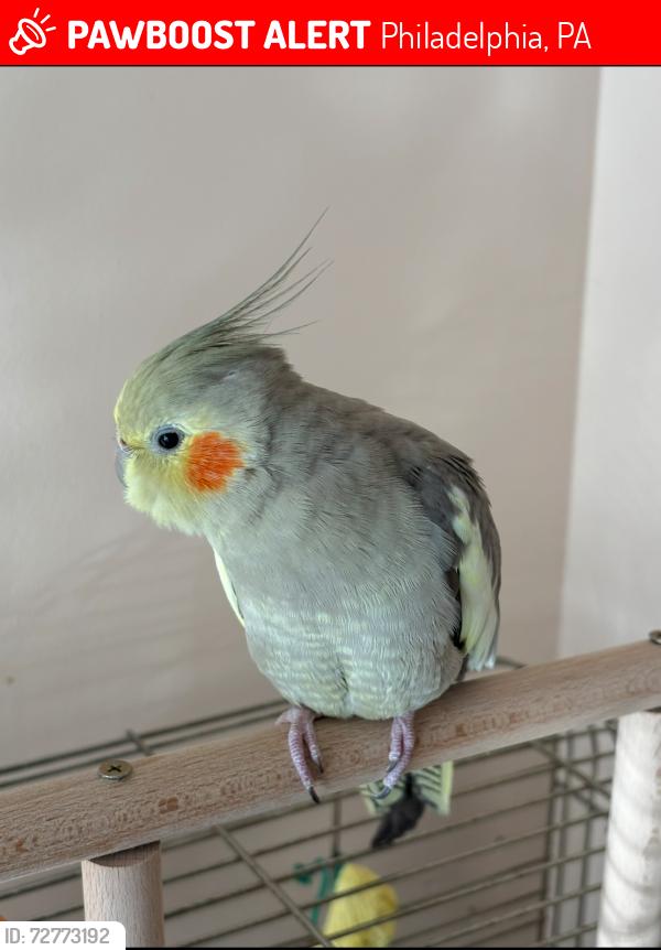 Lost Female Bird last seen Morning Glory Rd and Barberry Street , Philadelphia, PA 19154