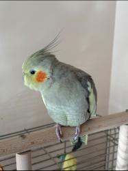 Lost Female Bird last seen Morning Glory Rd and Barberry Street , Philadelphia, PA 19154