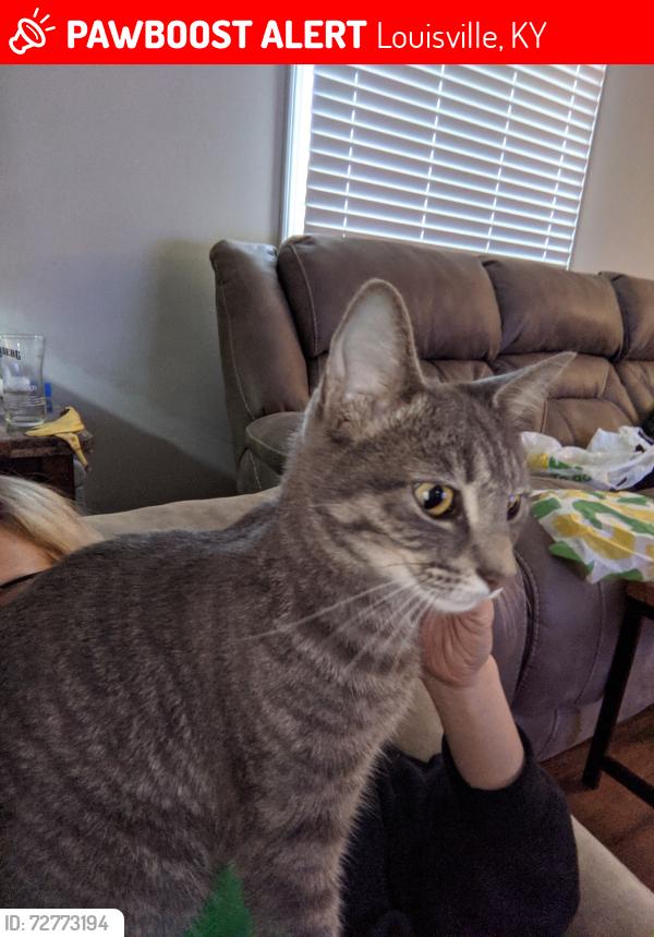 Lost Female Cat last seen Elmhurst and Duane , Louisville, KY 40216