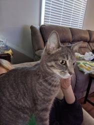 Lost Female Cat last seen Elmhurst and Duane , Louisville, KY 40216