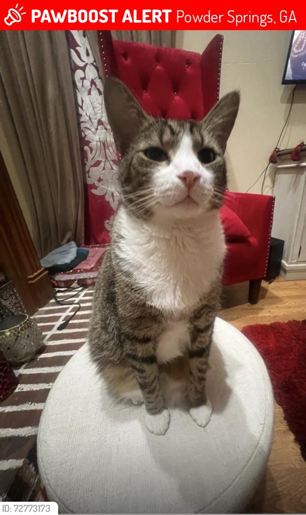 Lost Male Cat last seen Near cooks pond drive Powder springs 30127, Powder Springs, GA 30127