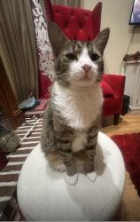 Lost Male Cat last seen Near cooks pond drive Powder springs 30127, Powder Springs, GA 30127