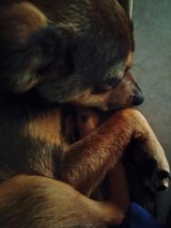 Lost Male Dog last seen QT off of 244 and Sheridan, Tulsa, OK 74115