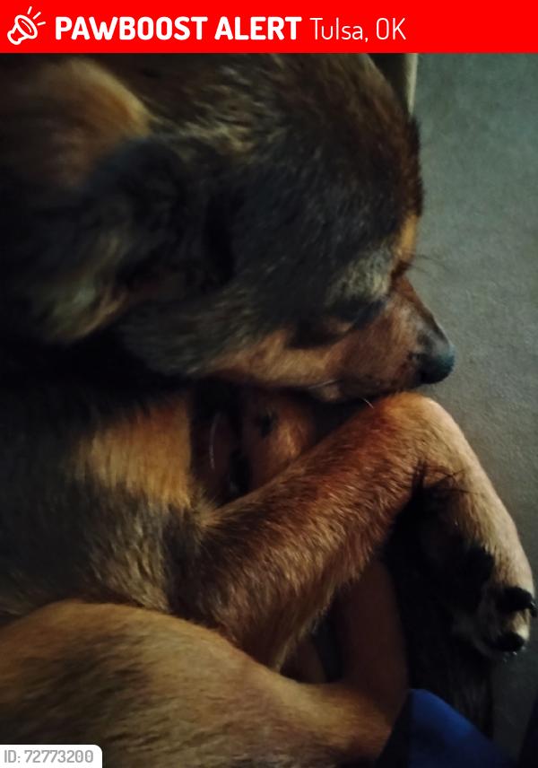 Lost Male Dog last seen QT off of 244 and Sheridan, Tulsa, OK 74115