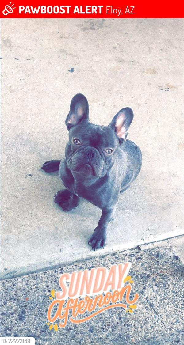 Lost Male Dog last seen N Myers blvd eloy az 85131 , Eloy, AZ 85131