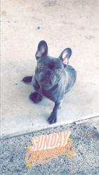 Lost Male Dog last seen N Myers blvd eloy az 85131 , Eloy, AZ 85131