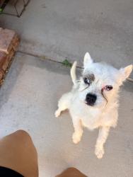 Found/Stray Male Dog last seen Lilac rd and bear valley rd, Victorville, CA 92392