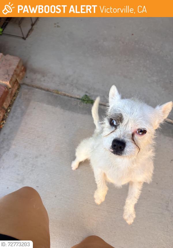 Found/Stray Male Dog last seen Lilac rd and bear valley rd, Victorville, CA 92392