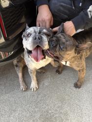 Found/Stray Female Dog last seen Silvertree Dr & Flickinger Ave, San Jose, CA 95131