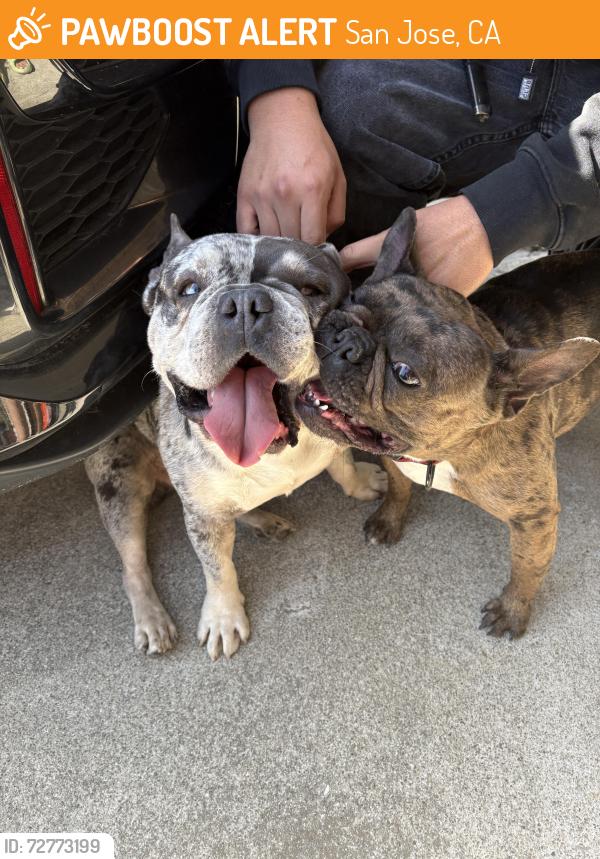 Found/Stray Female Dog last seen Silvertree Dr & Flickinger Ave, San Jose, CA 95131