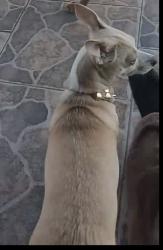 Lost Female Dog last seen W Harlan and S Flores, San Antonio, TX 78214