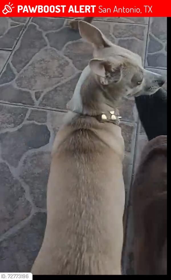 Lost Female Dog last seen W Harlan and S Flores, San Antonio, TX 78214