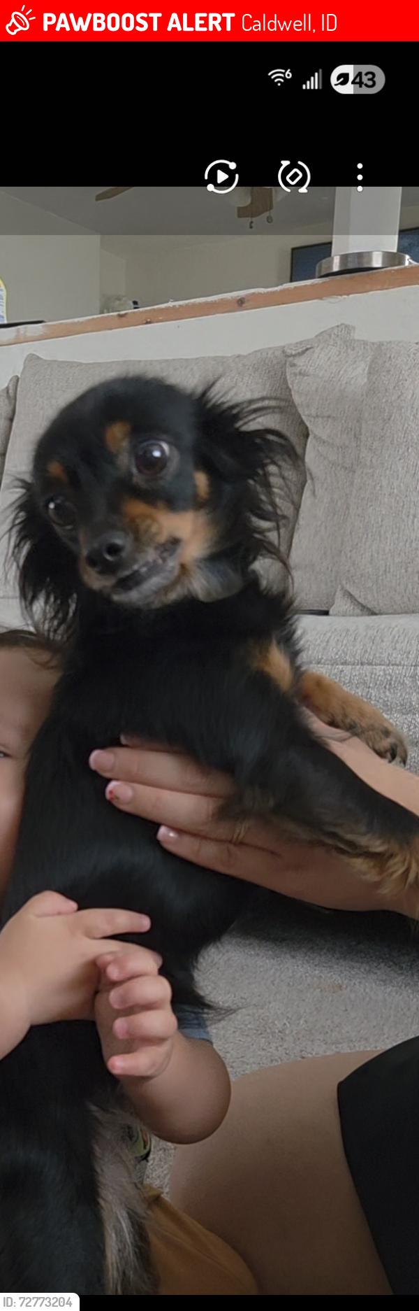 Lost Female Dog last seen Av 10 con kearney, Caldwell, ID 83605