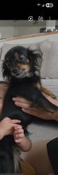 Lost Female Dog last seen Av 10 con kearney, Caldwell, ID 83605