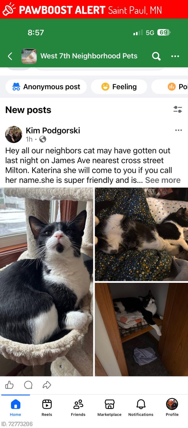 Lost Male Cat last seen Milton, Saint Paul, MN 55102
