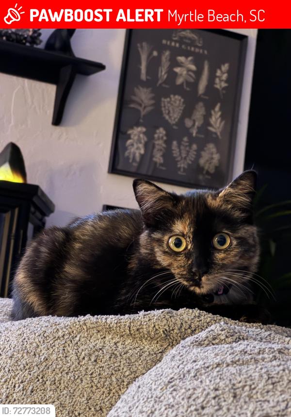 Lost Female Cat last seen Last seen running away from our  in Laurel Woods, Myrtle Beach, SC 29588