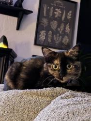 Lost Female Cat last seen Last seen running away from our  in Laurel Woods, Myrtle Beach, SC 29588