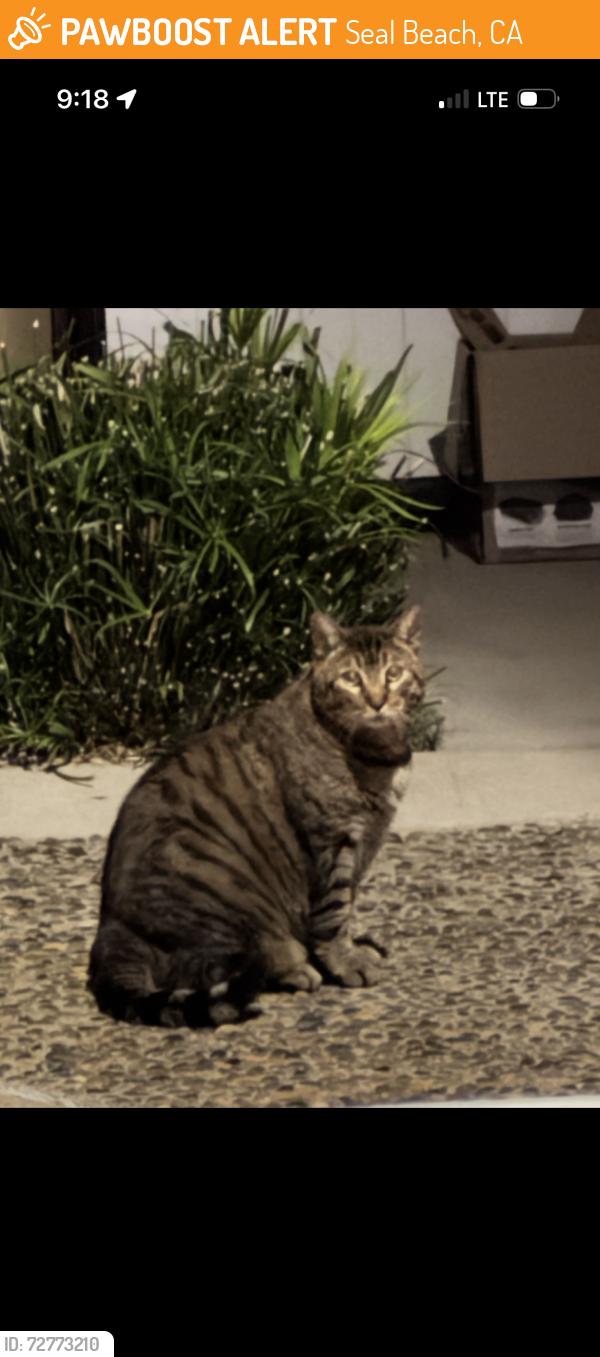 Found/Stray Unknown Cat last seen Guava, Seal Beach, CA 90740