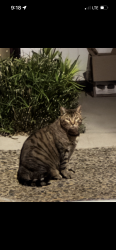 Found/Stray Unknown Cat last seen Guava, Seal Beach, CA 90740