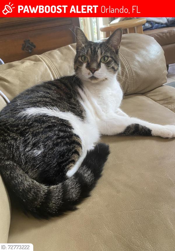Lost Female Cat last seen bay club way orlando, Orlando, FL 32835
