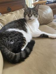 Lost Female Cat last seen bay club way orlando, Orlando, FL 32835