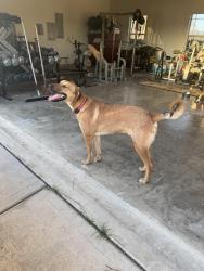 Reunited Male Dog last seen St Hwy 105 and FM 362 Navasota TexAS, Navasota, TX 77868