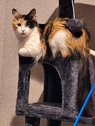 Lost Female Cat last seen Lindig Lane. Near Christopher Elise., Johnson City, TX 78636
