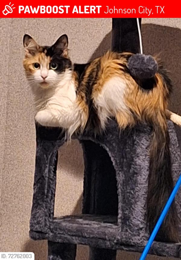 Lost Female Cat last seen Lindig Lane. Near Christopher Elise., Johnson City, TX 78636