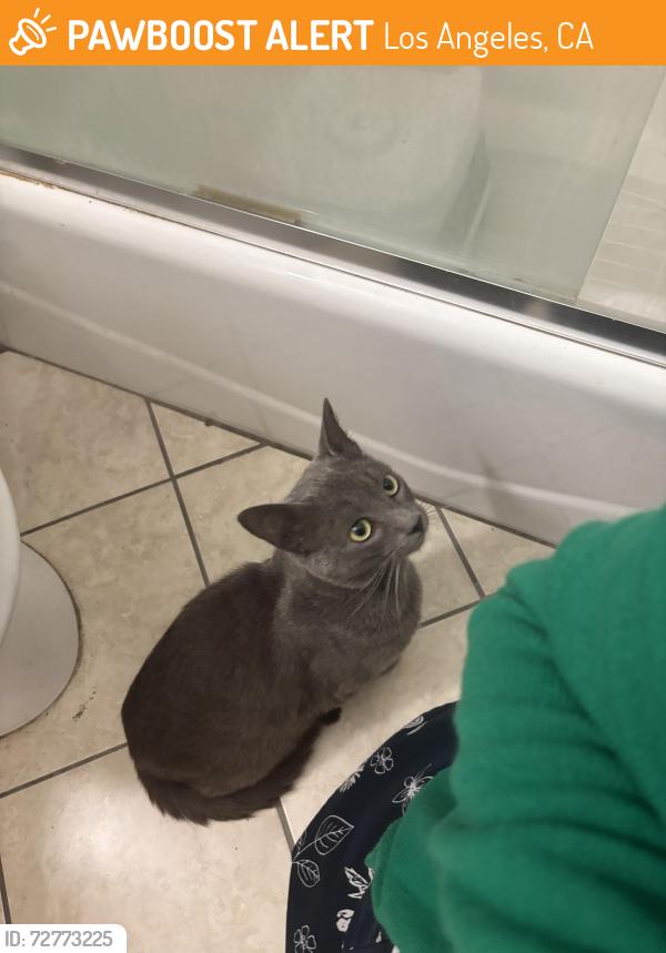 Found/Stray Male Cat last seen Serrano & Romaine (Melrose Hill) , Los Angeles, CA 90029