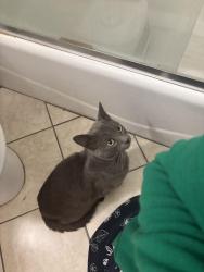 Found/Stray Male Cat last seen Serrano & Romaine (Melrose Hill) , Los Angeles, CA 90029