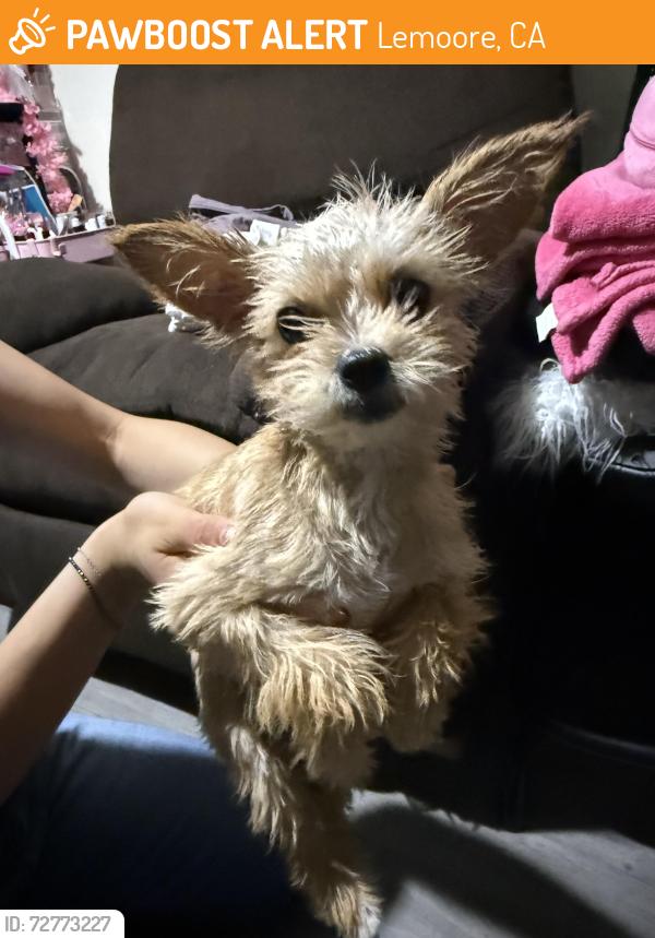 Found/Stray Female Dog last seen Lemoore mobile ’s park by the 41 , Lemoore, CA 93245