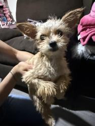Found/Stray Female Dog last seen Lemoore mobile ’s park by the 41 , Lemoore, CA 93245