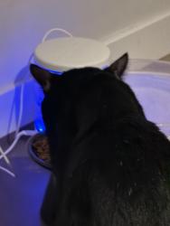 Found/Stray Male Cat last seen Near lincoln st, Marlborough, MA 01752