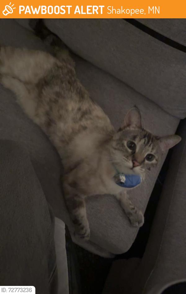 Found/Stray Female Cat last seen Went missing from apgar st, Shakopee, MN 55379