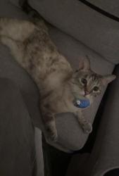 Found/Stray Female Cat last seen Went missing from apgar st, Shakopee, MN 55379