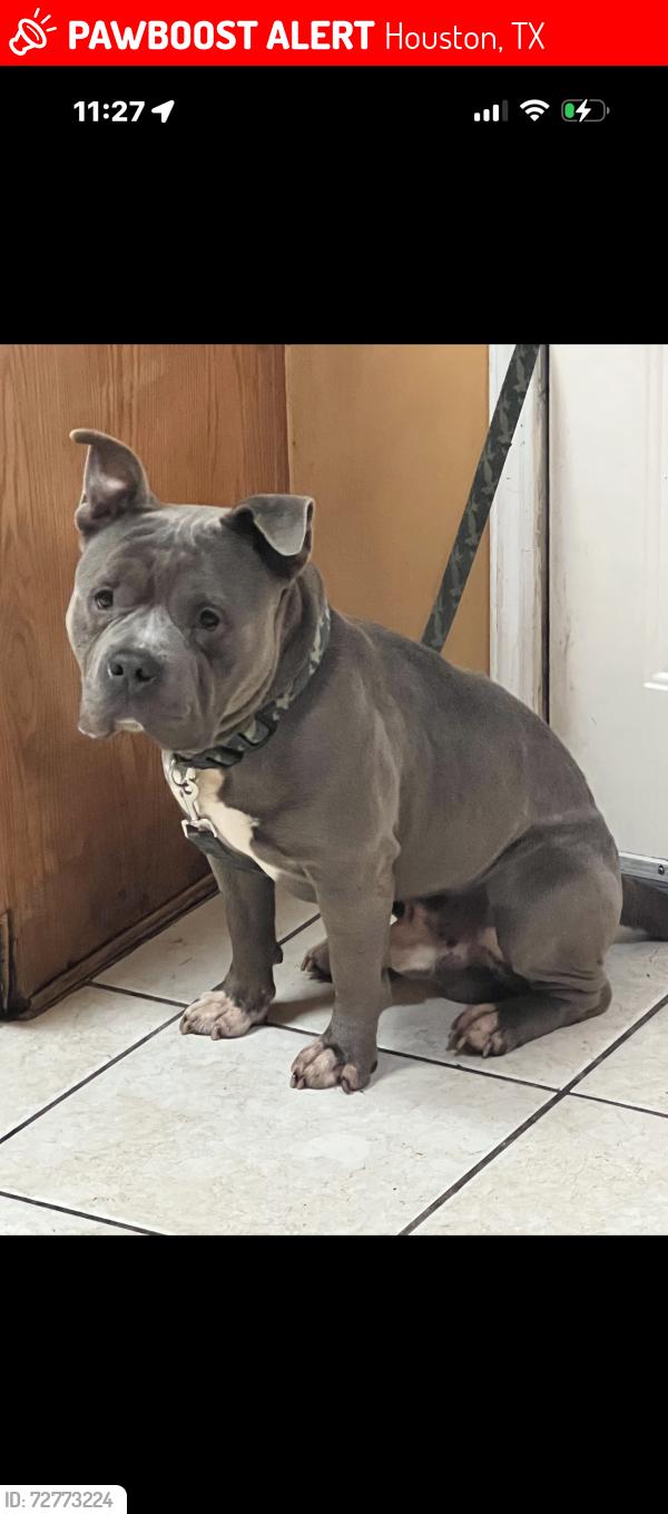 Lost Male Dog last seen Ravenview and Whitinham , Houston, TX 77067