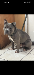 Lost Male Dog last seen Ravenview and Whitinham , Houston, TX 77067