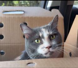 Lost Female Cat last seen Mills rd, Houston, TX 77070