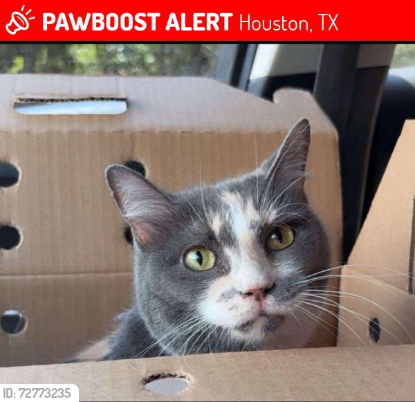 Lost Female Cat last seen Mills rd, Houston, TX 77070