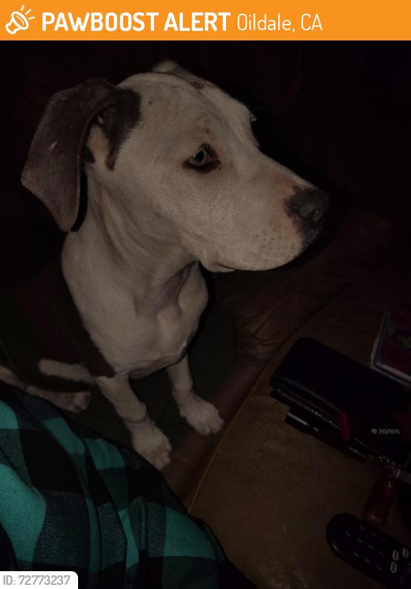 Found/Stray Female Dog last seen Oildale dr  & Norris Rd., Oildale, CA 93308