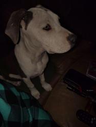Found/Stray Female Dog last seen Oildale dr  & Norris Rd., Oildale, CA 93308