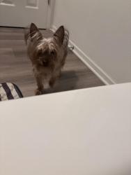 Lost Male Dog last seen Around 4th street , San Bernardino, CA 92401
