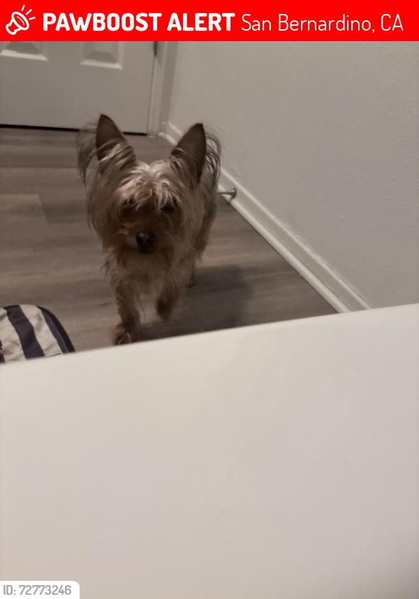 Lost Male Dog last seen Around 4th street , San Bernardino, CA 92401