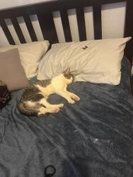 Lost Female Cat last seen Southern BLVD Albany ny , Albany, NY 12202