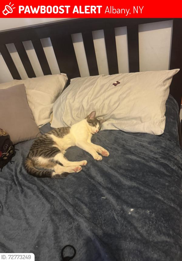 Lost Female Cat last seen Southern BLVD Albany ny , Albany, NY 12202
