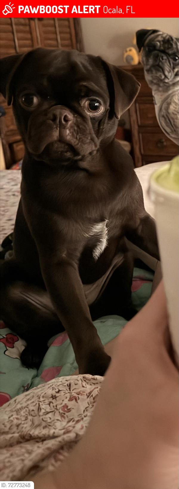 Lost Male Dog last seen Near sw 48th terr ocala fl 34476, Ocala, FL 34476
