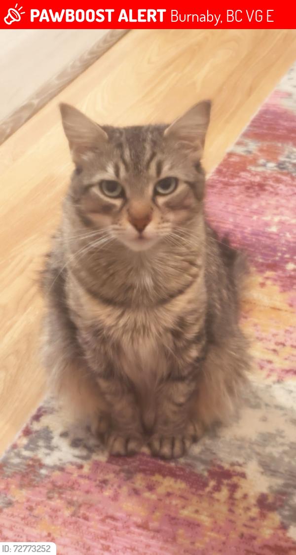 Lost Female Cat last seen Moscrop street, Burnaby, Burnaby, BC V5G 2E3